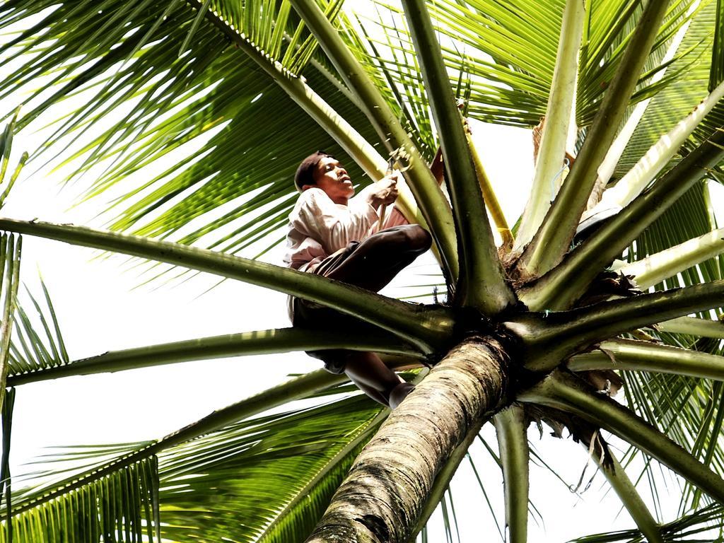 Margo Utomo Eco Resort Kalibaru Eksteriør bilde